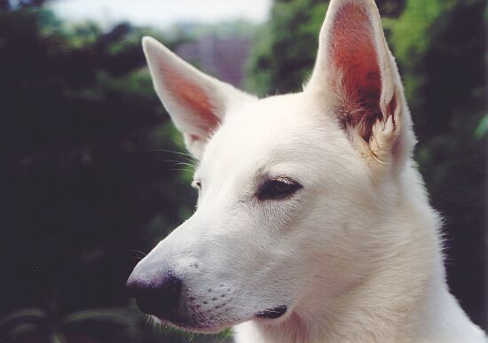 weisser Schäferhund Jack