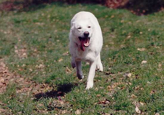 weisser Schäferhund Jack