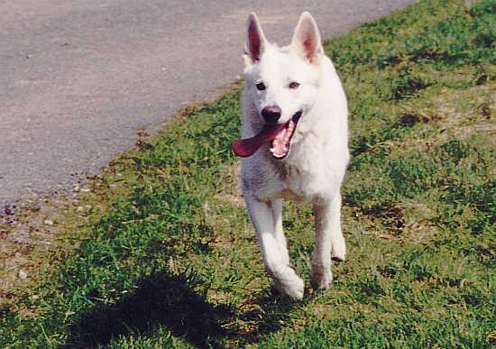 weisser Schäferhund Jack