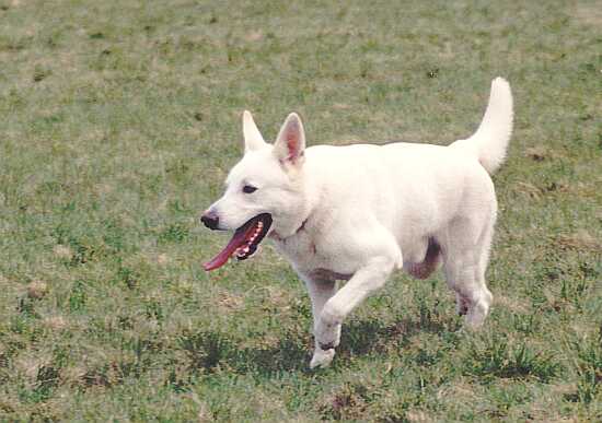 weisser Schäferhund Jack