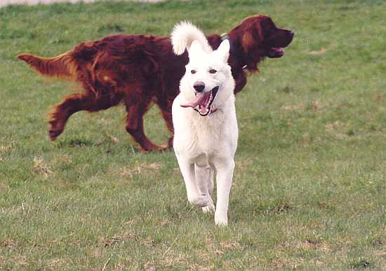 weisser Schäferhund Jack