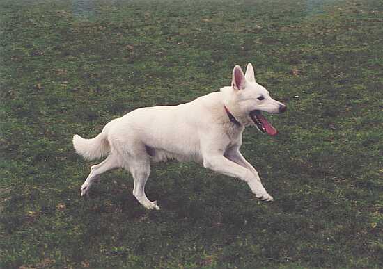 weisser Schäferhund Jack