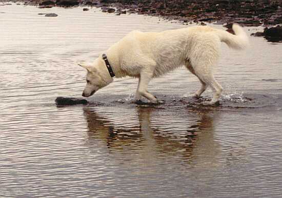 weisser Schäferhund Jack in Norwegen