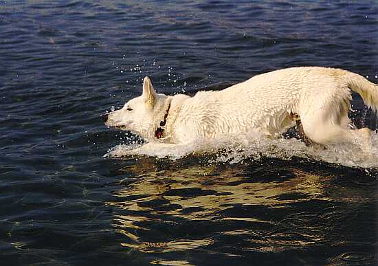 weisser Schäferhund Jack in Schweden