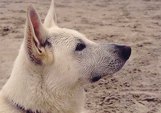 weisser Schäferhund Jack