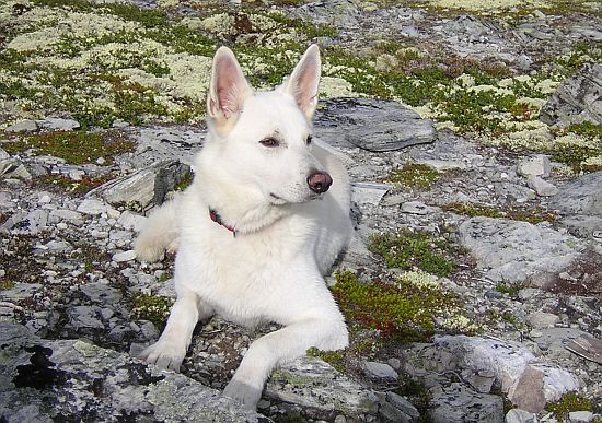 weisser Schäferhund Jack im Rondane-Gebirge in Norwegen
