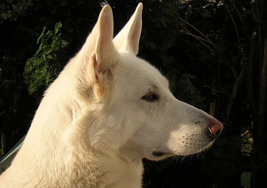 weisser Schäferhund Jack im April 2006