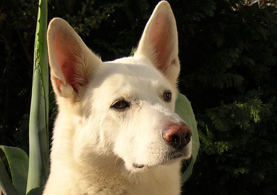 weisser Schäferhund Jack im April 2006