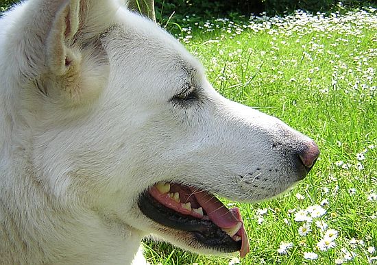 weisser Schäferhund Jack im Juni 2006
