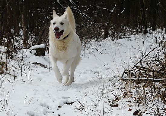 weisser Schäferhund Jack im Mrz 2008