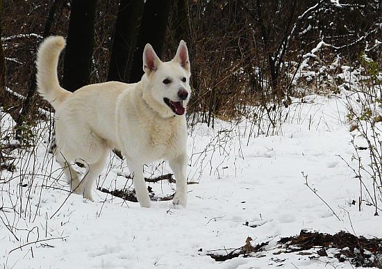 weisser Schäferhund Jack im Mrz 2008