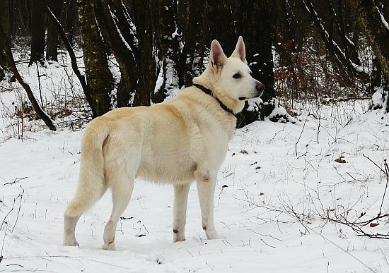 weisser Schäferhund Jack im Mrz 2008