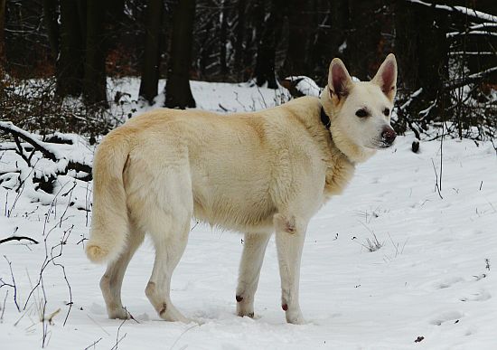 weisser Schäferhund Jack im Mrz 2008