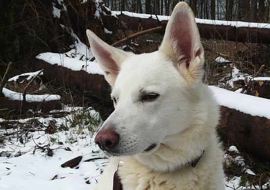 weisser Schäferhund Jack im Mrz 2008