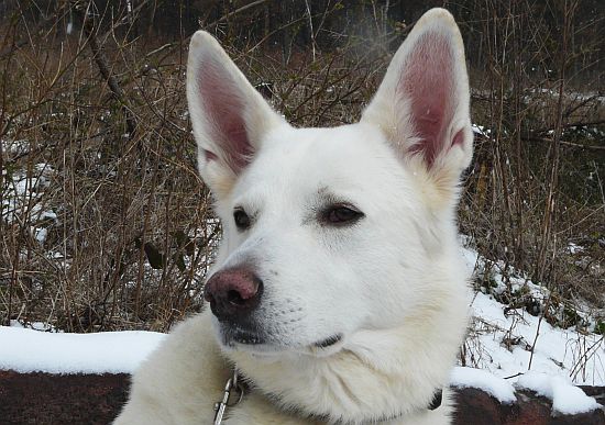 weisser Schäferhund Jack im Mrz 2008