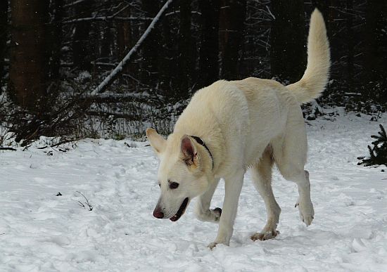weisser Schäferhund Jack im Mrz 2008