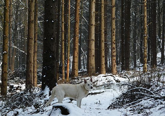 weisser Schäferhund Jack im Mrz 2008