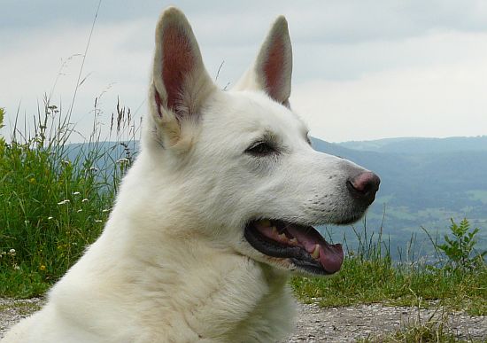 weisser Schäferhund Jack im Juni 2009