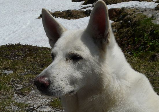 weisser Schäferhund Jack im Juni 2010 in Österreich