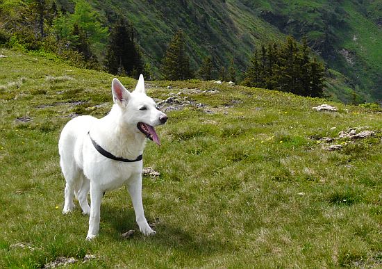 weisser Schäferhund Jack im Juni 2010 in Österreich
