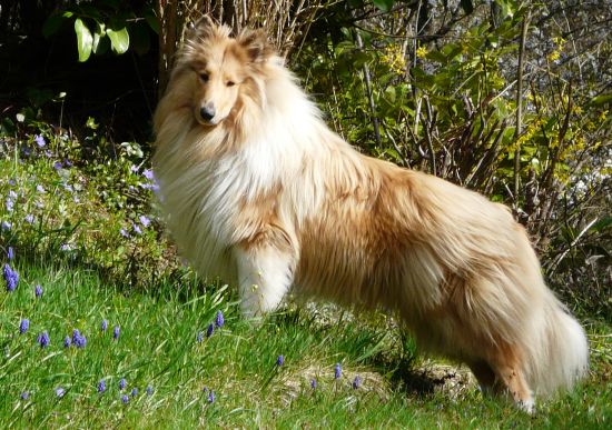 Kalle