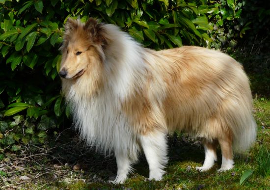 Kalle
