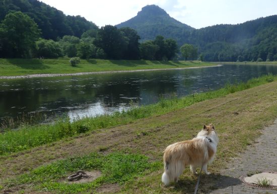 Kalle