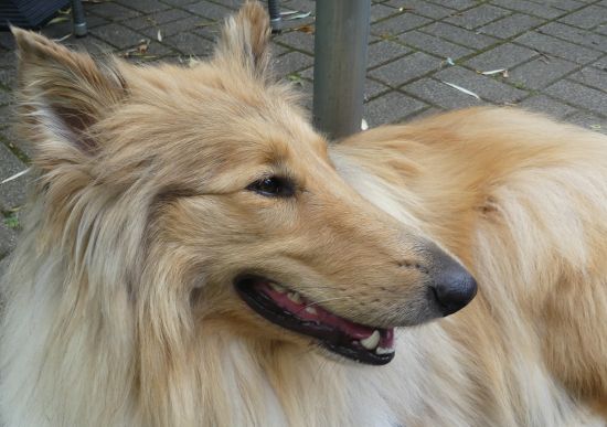Kalle