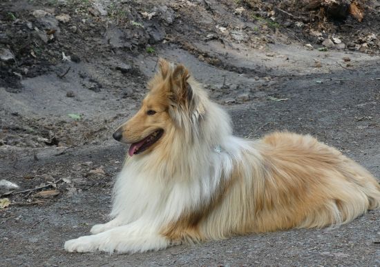Kalle