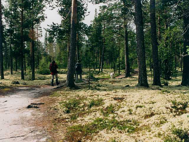 Wanderung ins Rondane-Gebirge