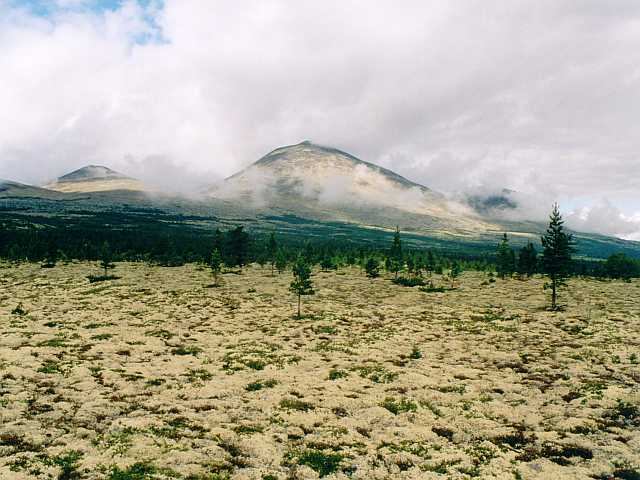 Landschaft unter Flechten