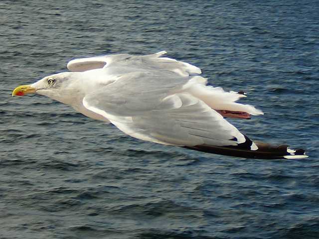 Möwe