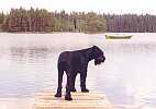 Amadeus in Finnland