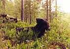 Amadeus in Finnland