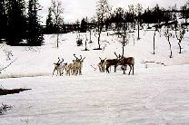 die ersten Rentiere